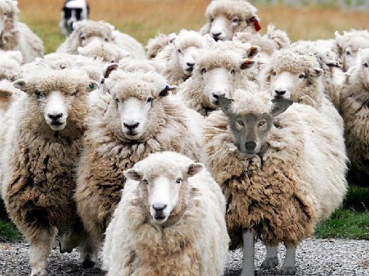 http://apprising.org/wp-content/uploads/2011/02/Wolf-with-Sheep.jpg